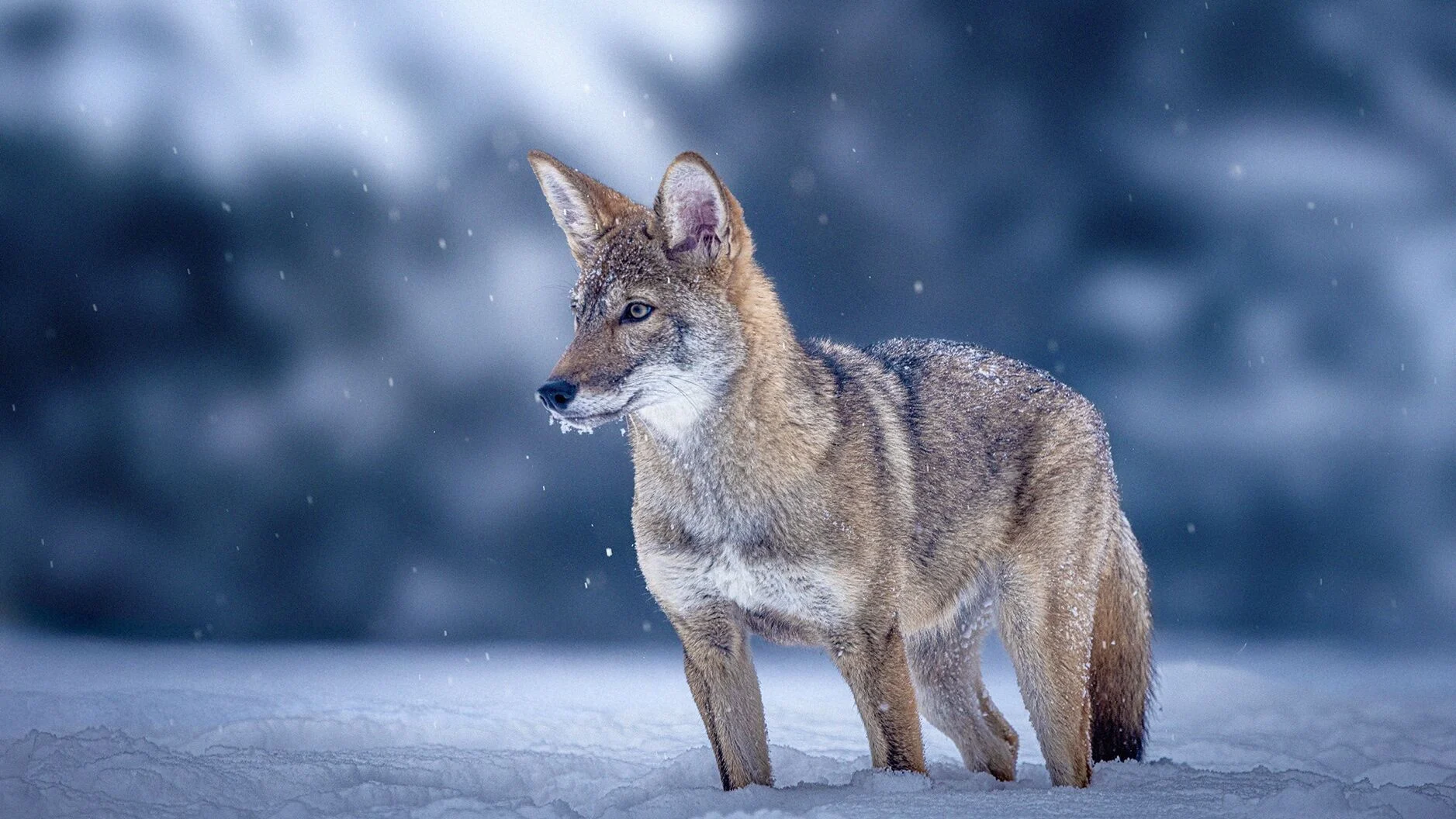 Ghost Wolf
