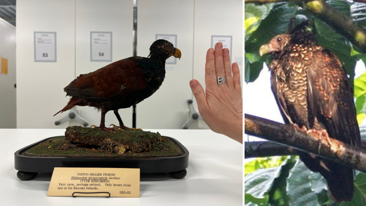Tooth Billed Pigeon