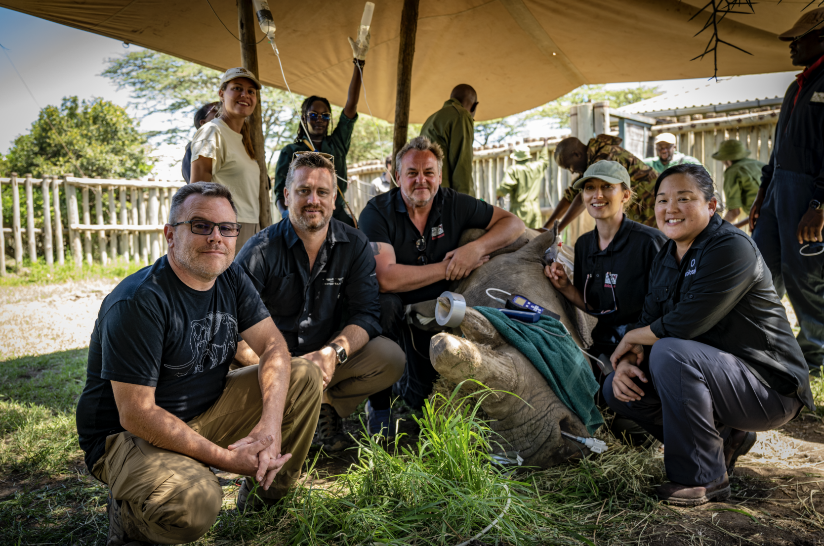 White Rhino - Colossal Foundation