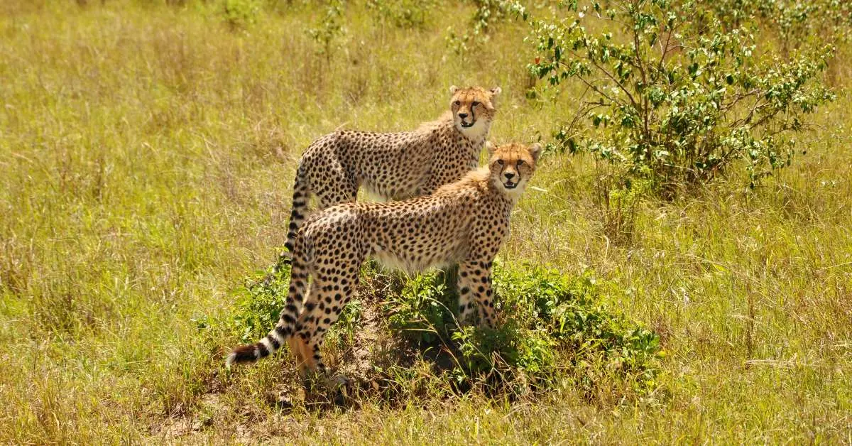 Species reintroduction fund