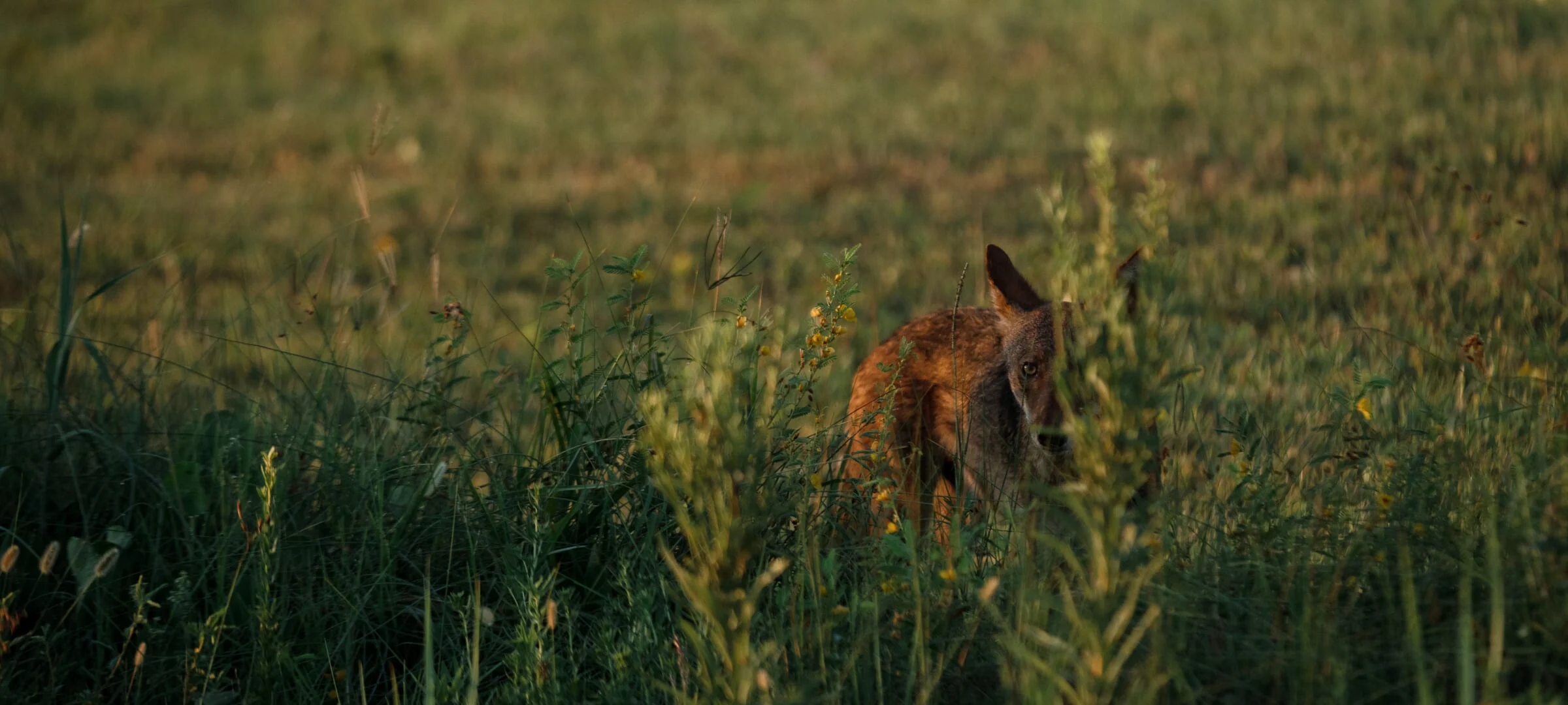 Ghost wolf with red wolf ancestry hidden in tall grass on the Gulf Coast