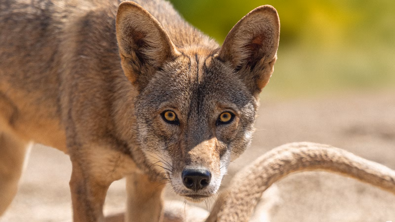 Kayda Red Wolf Clone