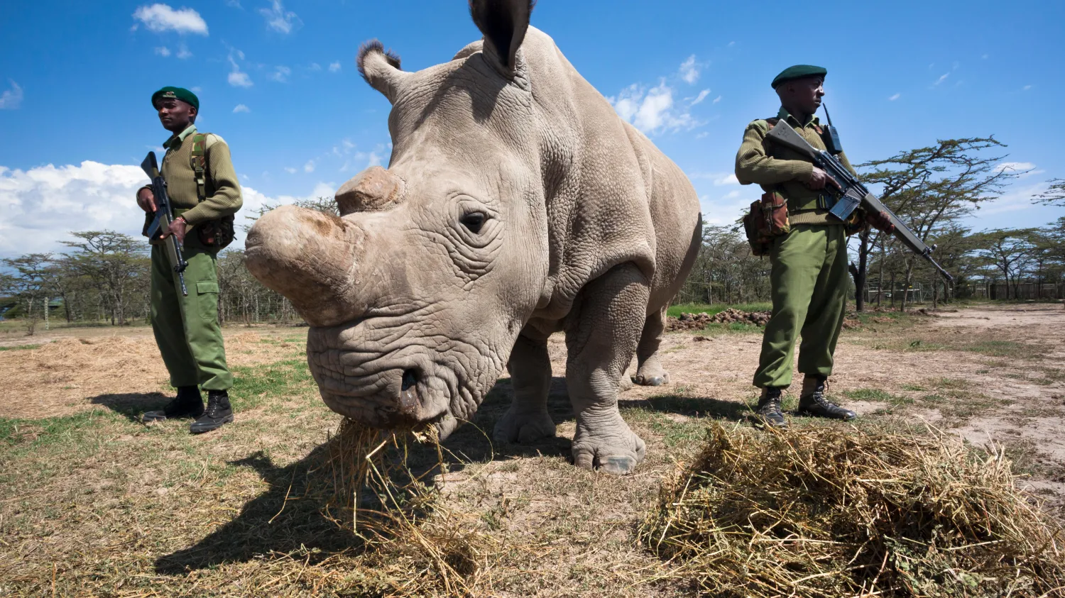 Northern White Rhino