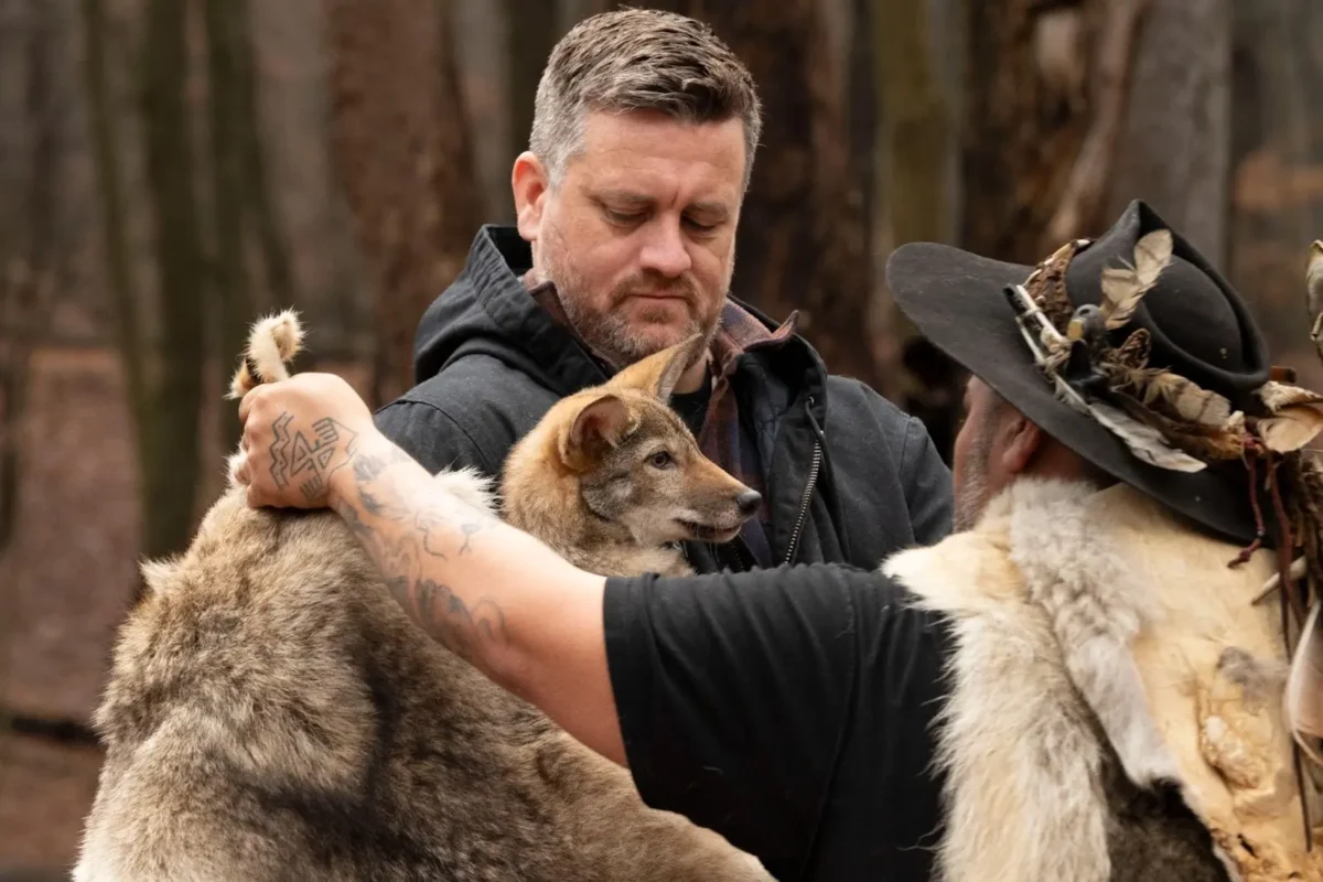 Matt James holds a young canid as another team member lifts a fur hide in a wooded field setting.