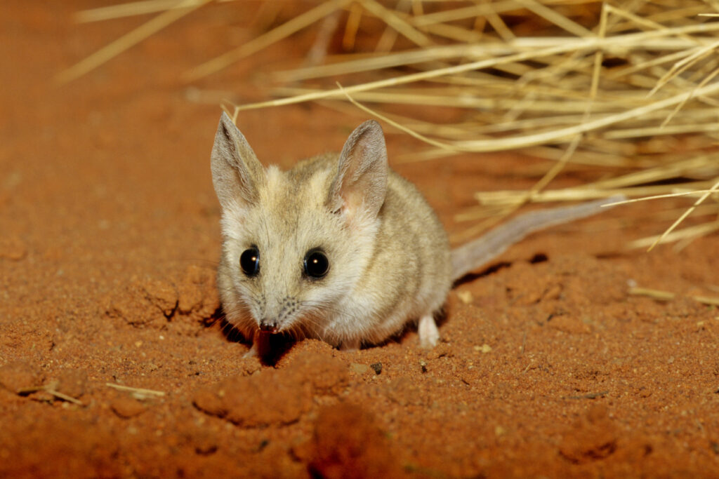  Fat-Tailed Dunnart